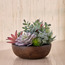 Terra Umber Succulents Arrangement in Pot - 19 cm-household-gardenandoutdoor-artificialplants-succulents-image-1