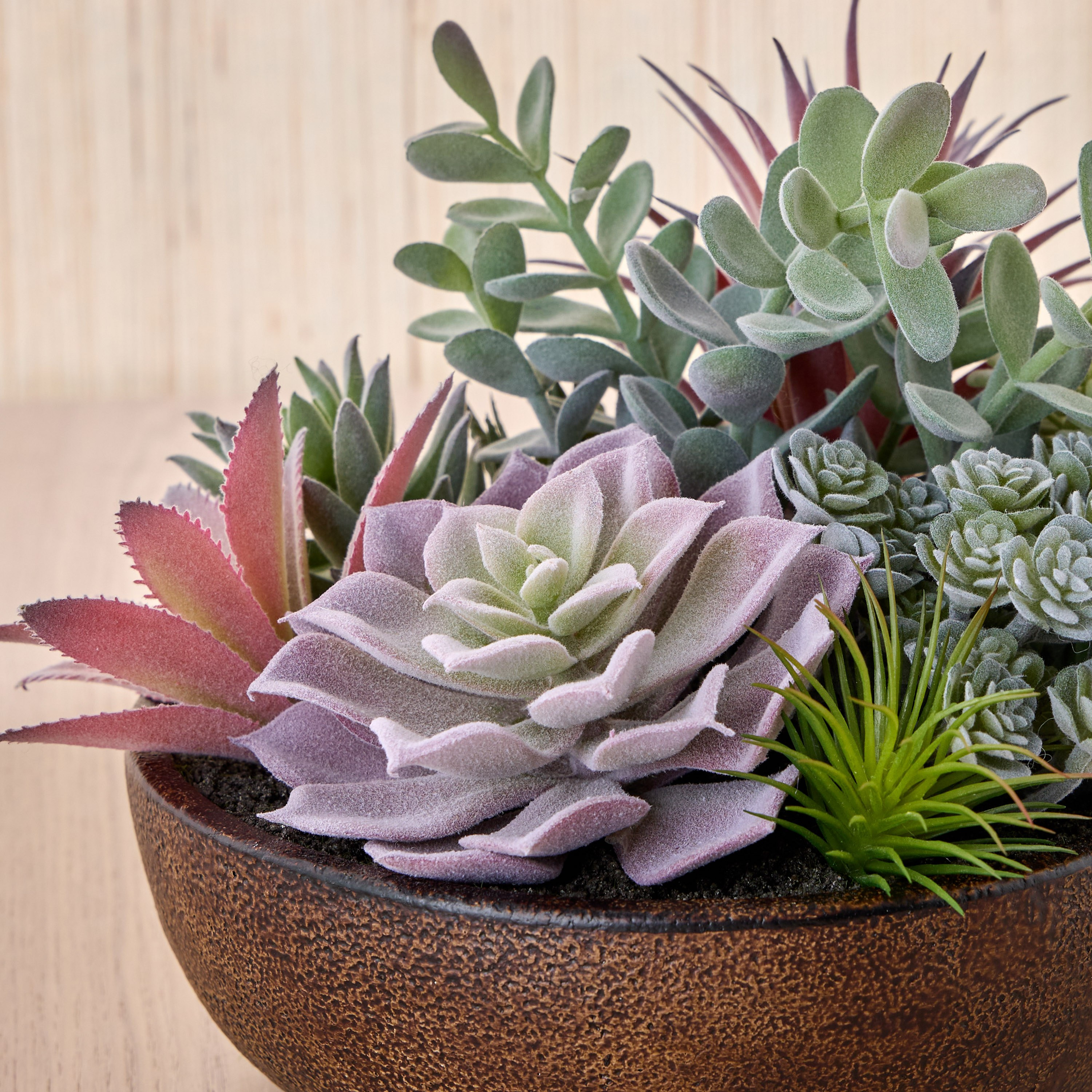 باقة نبات عصاري في إناء زرع -  تيرا أمبر - 19 سم-household-gardenandoutdoor-artificialplants-succulents-image-2