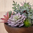 Terra Umber Succulents Arrangement in Pot - 19 cm-household-gardenandoutdoor-artificialplants-succulents-image-2