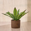 Terra Umber Agave Plant in Pot - 38 cm-household-gardenandoutdoor-artificialplants-pottedplants-image-1