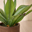 Terra Umber Agave Plant in Pot - 38 cm-household-gardenandoutdoor-artificialplants-pottedplants-image-2
