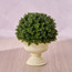 Chantilly Eden Herb Shrub in Pot - 20 cm-household-gardenandoutdoor-artificialplants-pottedplants-image-1