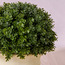Chantilly Eden Herb Shrub in Pot - 20 cm-household-gardenandoutdoor-artificialplants-pottedplants-image-2