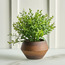 Terra Umber Urn Boxwood Plant in Pot - 27 cm-household-gardenandoutdoor-artificialplants-pottedplants-image-1