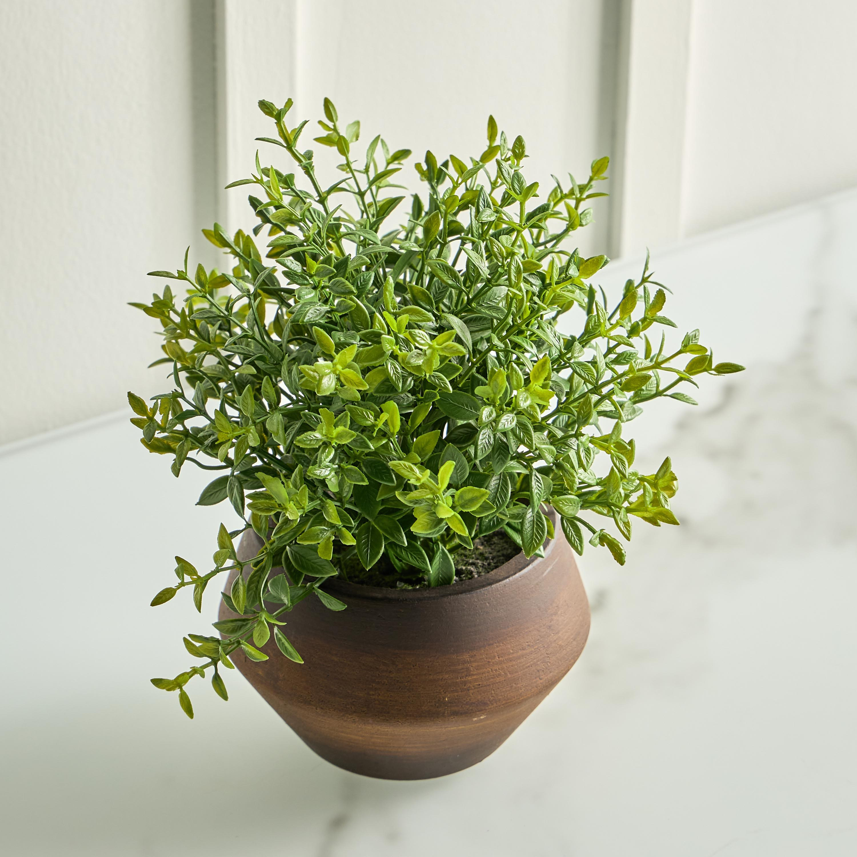 Terra Umber Urn Boxwood Plant in Pot - 27 cm-household-gardenandoutdoor-artificialplants-pottedplants-image-2
