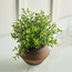 Terra Umber Urn Boxwood Plant in Pot - 27 cm-household-gardenandoutdoor-artificialplants-pottedplants-image-2