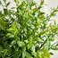 Terra Umber Urn Boxwood Plant in Pot - 27 cm-household-gardenandoutdoor-artificialplants-pottedplants-image-3