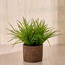 Terra Umber Grass Plant in Pot - 30 cm-household-gardenandoutdoor-artificialplants-pottedplants-image-1