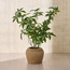 Terra Umber Pachira Plant in Ceramic Pot - 53 cm-binpromo_ALLBANKS_OMN_14032025-image-1