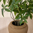 Terra Umber Pachira Plant in Ceramic Pot - 53 cm-binpromo_ALLBANKS_OMN_14032025-image-2