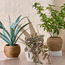 Terra Umber Pachira Plant in Ceramic Pot - 53 cm-binpromo_ALLBANKS_OMN_14032025-image-3