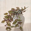 Chantilly Urn Ivy Zebrina Plant in Pot - 23 cm-household-gardenandoutdoor-artificialplants-pottedplants-image-1