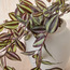 Chantilly Urn Ivy Zebrina Plant in Pot - 23 cm-household-gardenandoutdoor-artificialplants-pottedplants-image-2