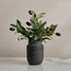 Slate Olive Plant in Pot - 23 cm-household-gardenandoutdoor-artificialplants-pottedplants-image-1