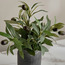 Slate Olive Plant in Pot - 23 cm-household-gardenandoutdoor-artificialplants-pottedplants-image-2