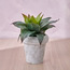 Chantilly Agave Plant in Pot - 25 cm-household-gardenandoutdoor-artificialplants-pottedplants-image-1