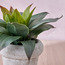 Chantilly Agave Plant in Pot - 25 cm-household-gardenandoutdoor-artificialplants-pottedplants-image-2