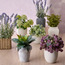 Chantilly Agave Plant in Pot - 25 cm-household-gardenandoutdoor-artificialplants-pottedplants-image-3