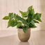 Terra Umber Ivy Plant in Pot - 38 cm-household-gardenandoutdoor-artificialplants-pottedplants-image-1