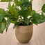 Terra Umber Ivy Plant in Pot - 38 cm-household-gardenandoutdoor-artificialplants-pottedplants-image-2