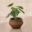 Terra Umber Urn Monstera Plant in Pot - 22 cm-household-gardenandoutdoor-artificialplants-pottedplants-image-1