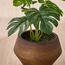 Terra Umber Urn Monstera Plant in Pot - 22 cm-household-gardenandoutdoor-artificialplants-pottedplants-image-2