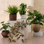 Terra Umber Urn Monstera Plant in Pot - 22 cm-household-gardenandoutdoor-artificialplants-pottedplants-image-3