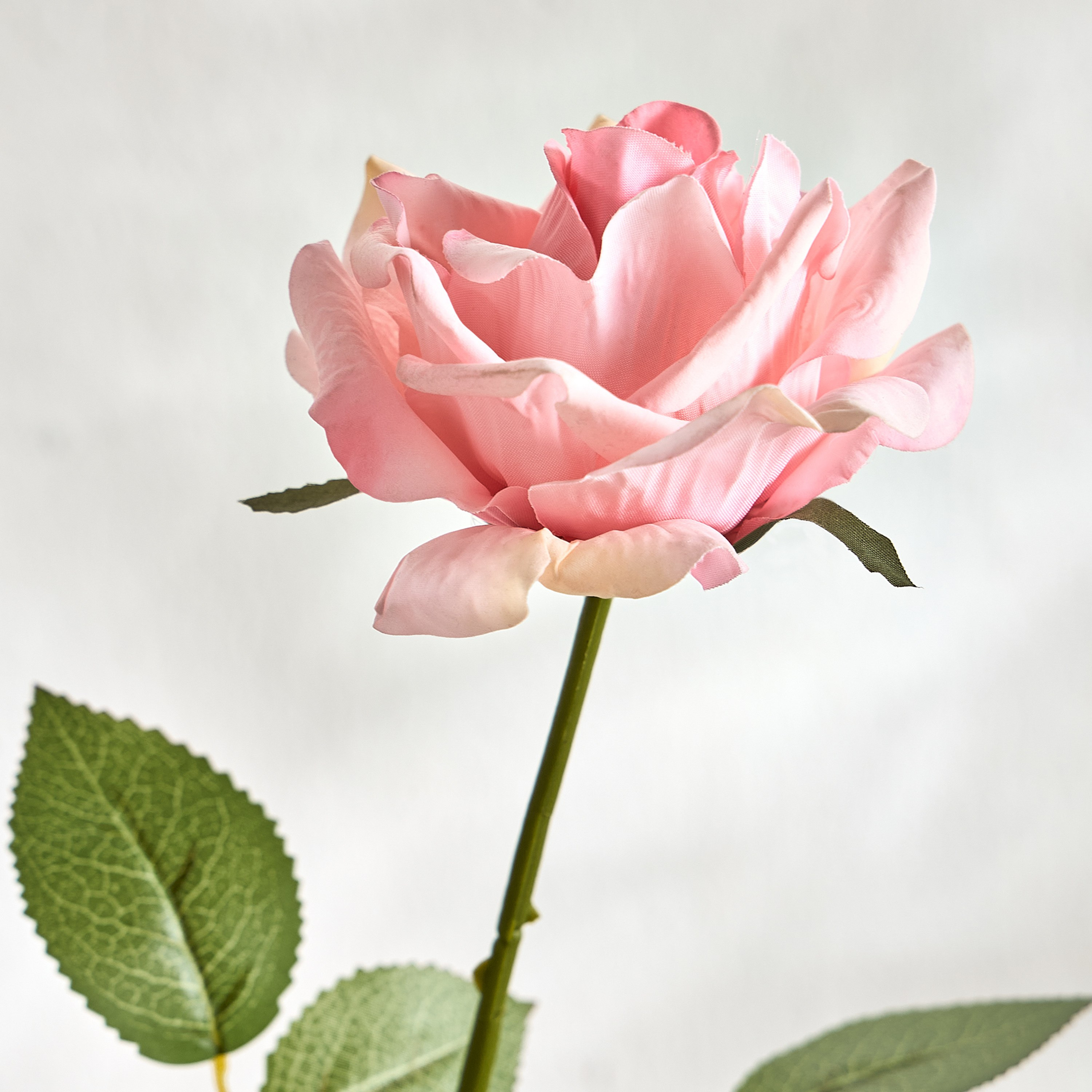 جذع وردة فردي روز-household-gardenandoutdoor-artificialflowersandplants-stems-image-2