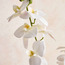 Orchid in Cement Pot - 46 cm-binpromo_KSA_Alrajhi_17062026-image-2