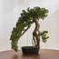 شجرة صنوبر بونساي في إناء زرع - 46 سم-household-gardenandoutdoor-artificialplants-bonsai-image-5