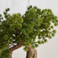 شجرة صنوبر بونساي في إناء زرع - 46 سم-household-gardenandoutdoor-artificialplants-bonsai-image-4