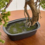 شجرة صنوبر بونساي في إناء زرع - 46 سم-household-gardenandoutdoor-artificialplants-bonsai-image-3