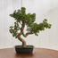 شجرة صنوبر بونساي في إناء زرع - 46 سم-household-gardenandoutdoor-artificialplants-bonsai-image-5
