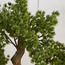 شجرة صنوبر بونساي في إناء زرع - 46 سم-household-gardenandoutdoor-artificialplants-bonsai-image-4