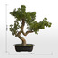 شجرة صنوبر بونساي في إناء زرع - 46 سم-household-gardenandoutdoor-artificialplants-bonsai-image-1