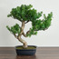 شجرة بونساي صناعية - 46 سم-household-gardenandoutdoor-artificialplants-bonsai-image-4