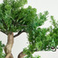 شجرة بونساي صناعية - 46 سم-household-gardenandoutdoor-artificialplants-bonsai-image-3