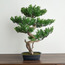 شجرة بونساي صناعية - 68 سم-household-gardenandoutdoor-artificialplants-bonsai-image-4