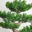 شجرة بونساي صناعية - 68 سم-household-gardenandoutdoor-artificialplants-bonsai-image-2