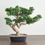 شجرة بونساي - شيفليرا - 42 سم-household-gardenandoutdoor-artificialplants-bonsai-image-4