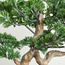 شجرة بونساي - شيفليرا - 42 سم-household-gardenandoutdoor-artificialplants-bonsai-image-3