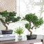 شجرة بونساي - شيفليرا - 42 سم-household-gardenandoutdoor-artificialplants-bonsai-image-2