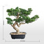 شجرة بونساي - شيفليرا - 42 سم-household-gardenandoutdoor-artificialplants-bonsai-image-1