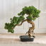 شجرة بونساي صنوبر بودوكاربوس في إناء زرع - 68 سم-household-gardenandoutdoor-artificialplants-bonsai-image-5
