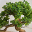 شجرة بونساي صنوبر بودوكاربوس في إناء زرع - 68 سم-household-gardenandoutdoor-artificialplants-bonsai-image-4