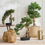 شجرة بونساي صنوبر بودوكاربوس في إناء زرع - 68 سم-household-gardenandoutdoor-artificialplants-bonsai-image-2
