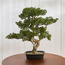 شجرة بونساي صنوبر في وعاء - 68 سم-household-gardenandoutdoor-artificialplants-bonsai-image-5