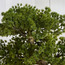 شجرة بونساي صنوبر في وعاء - 68 سم-household-gardenandoutdoor-artificialplants-bonsai-image-4