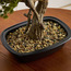 شجرة بونساي صنوبر في وعاء - 68 سم-household-gardenandoutdoor-artificialplants-bonsai-image-3