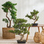 شجرة بونساي صنوبر في وعاء - 68 سم-household-gardenandoutdoor-artificialplants-bonsai-image-2